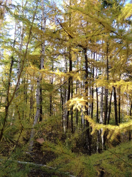 Trans-Baykal bölgesinin sonbahar ormanı 