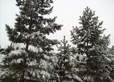 Trans-Baykal Bölgesi Kış Ormanı