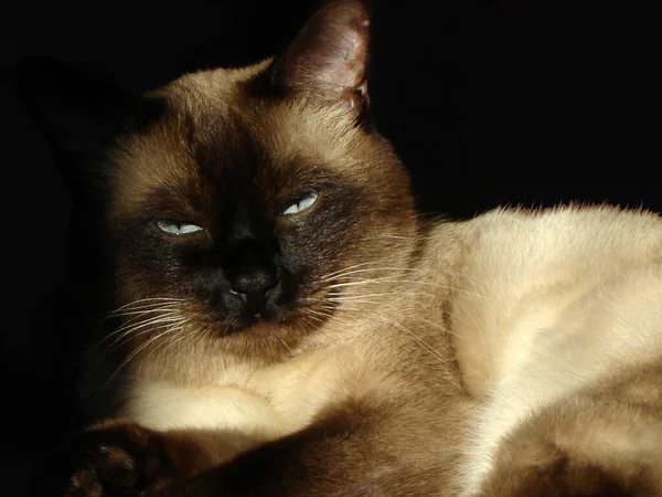                                Yumuşak tüylü bir siyam kedisinin portresi 