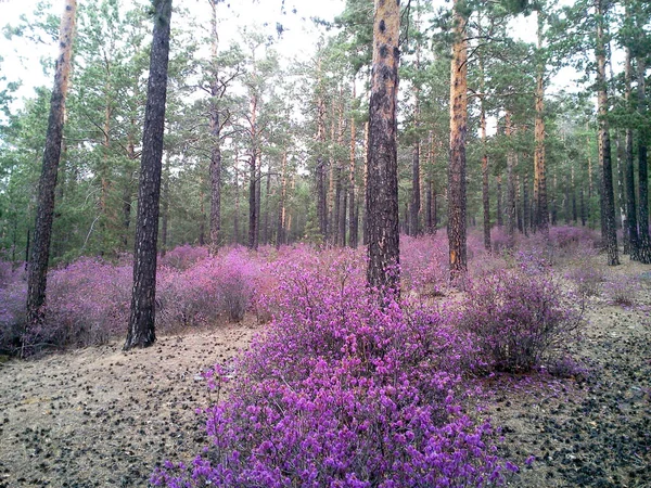 Trans-Baykal Bölgesi Bahar Ormanı 