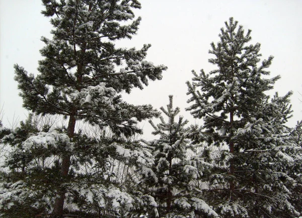 Trans-Baykal Bölgesi Kış Ormanı