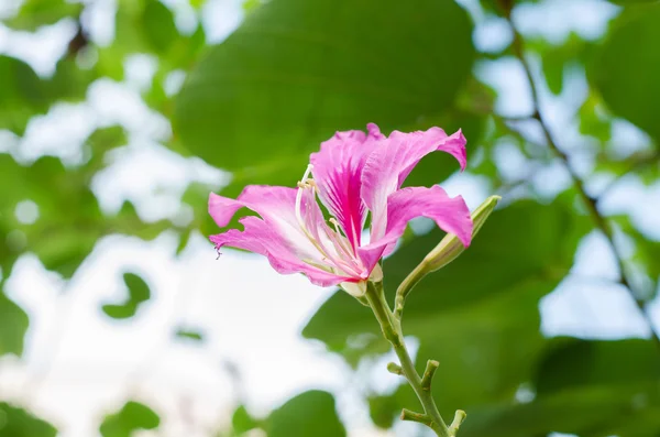 Flor de borboleta — Fotografia de Stock