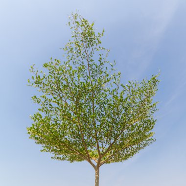 Yeşil ağaç ve gökyüzü