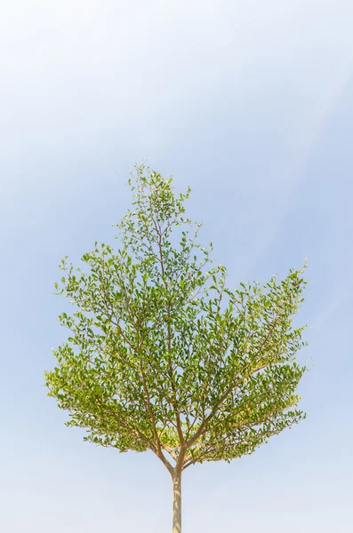 Zielone drzewa i niebo — Zdjęcie stockowe