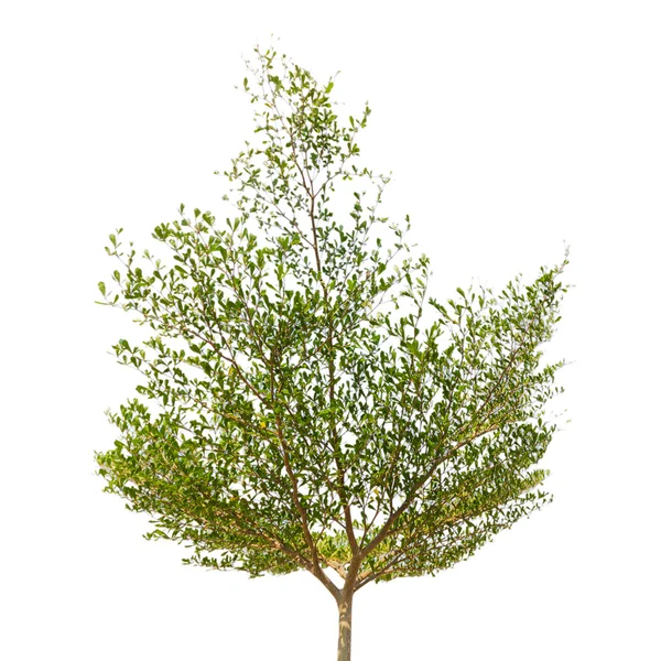 Green tree isolated — Stock Photo, Image