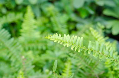 Yeşil eğreltiotu yaprakları