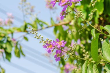 Cananga çiçek açan çiçekler