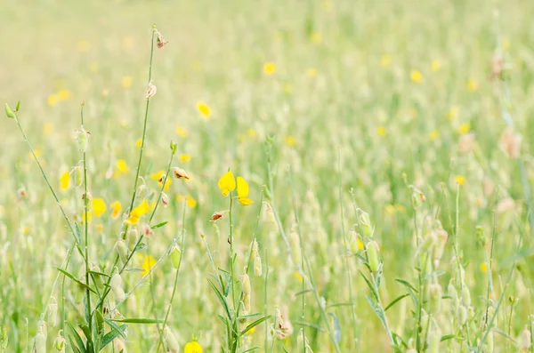 Crotalaria Juncea çiçek