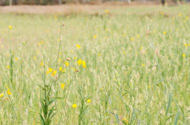 Crotalaria Juncea çiçek