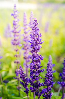 Mor lavanta çiçek çiçeklenme