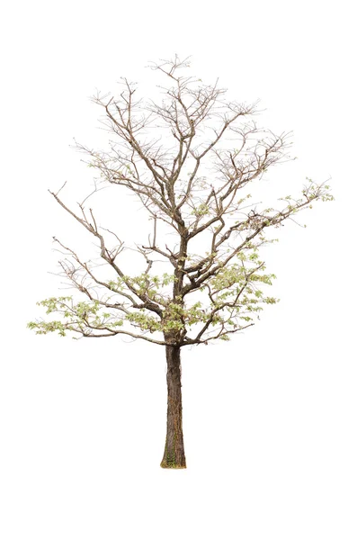 Árbol tropical aislado — Foto de Stock