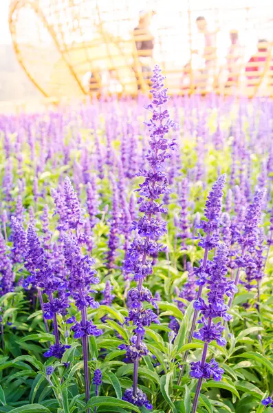 보라색 라벤더 꽃 개화 — 스톡 사진
