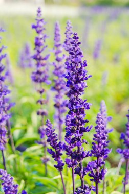 Mor Lavanta çiçeği