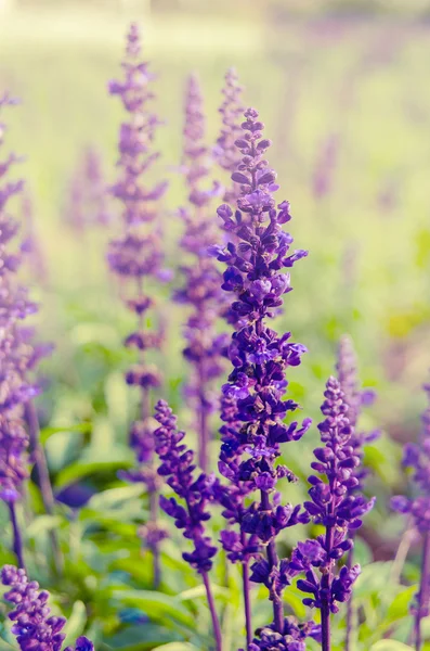 보라색 라벤더 꽃 개화 — 스톡 사진