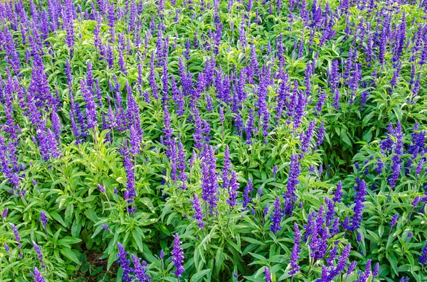 보라색 라벤더 꽃 — 스톡 사진