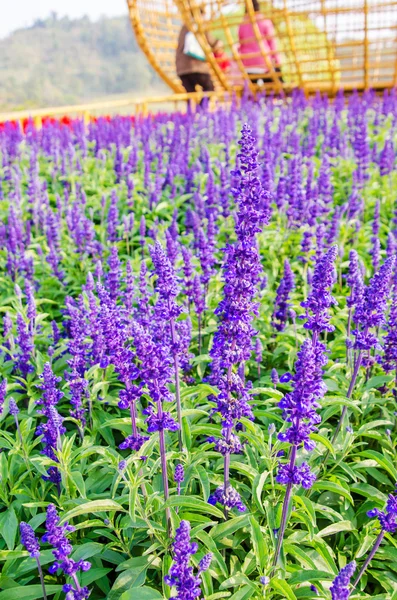 보라색 라벤더 꽃 — 스톡 사진