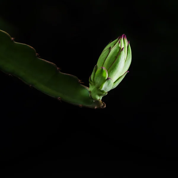 Dračí ovoce květ — Stock fotografie