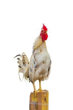 Beyaz gamecocks izole