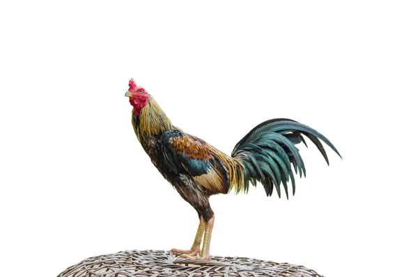 Beyaz gamecocks izole