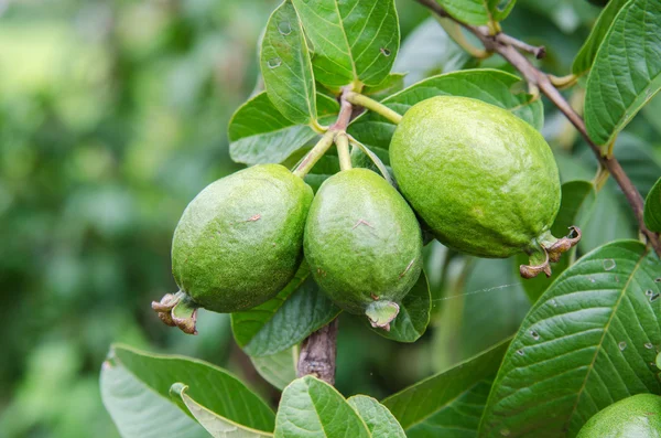 Psidium guajava Linn — Stock fotografie