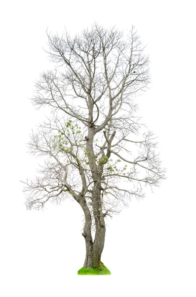 Tropische boom geïsoleerd Stockfoto