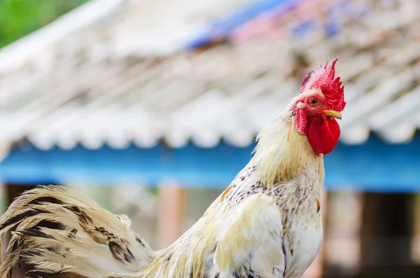 Beyaz gamecocks izole