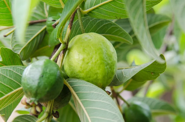 Psidium guajava Linn