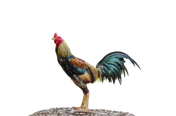 Gamecocks üzerinde beyaz izole