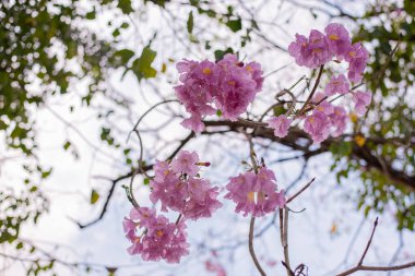 Yazın açan pembe trompet ağacı çiçeği, Tabebuia gülü..