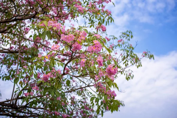 Flor Árvore Trompete Rosa Florescendo Verão Tabebuia Rosea Flower — Fotografia de Stock