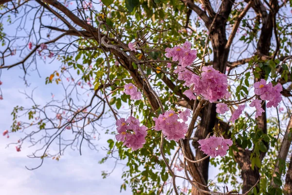 Flor Árvore Trompete Rosa Florescendo Verão Tabebuia Rosea Flower — Fotografia de Stock