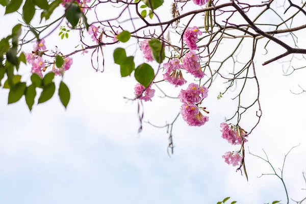 夏に咲くピンク色のトランペットの木 Tabebuia Rosea花 — ストック写真