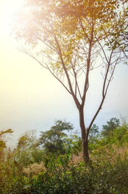 Dağların tepesindeki ağaç ve yumuşak ılık ışık