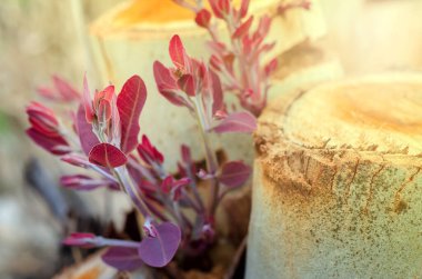 Yumuşak, ılık bir ışıkla kestikten sonra kütükten çıkan genç okaliptüsler.