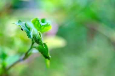 Doğa tarlasında küçük yeşil çimen çiçeği
