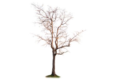 Beyaz arkaplanda kuru ağaç izole edildi