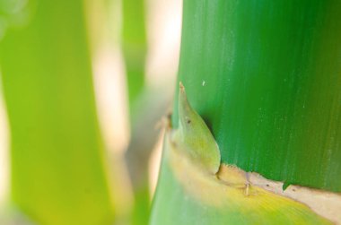 Ormanda bambuların yakın çekimi. Güzel yeşil doğa arka planı.
