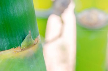 Ormanda bambuların yakın çekimi. Güzel yeşil doğa arka planı.