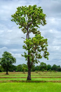 Bulutlu ve açık havada yeşil ağaç