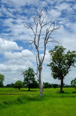 Bulutlu ve açık havada yeşil ağaç