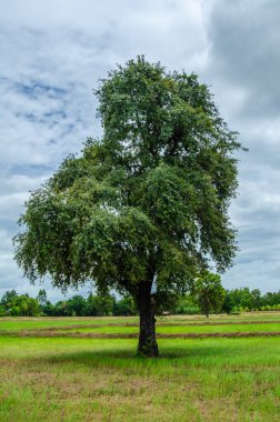 Bulutlu ve açık havada yeşil ağaç