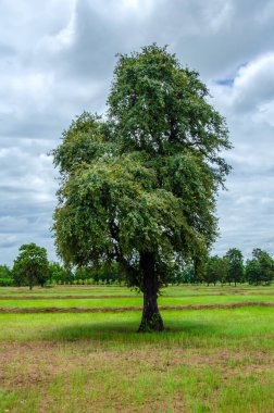 Bulutlu ve açık havada yeşil ağaç