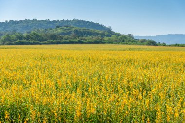 Güneşli kenevir, güzel sarı çiçekli toprak gelişimi için dağ manzarası ve gökyüzü.
