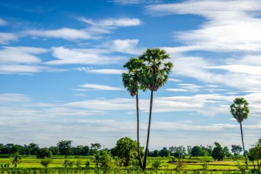 Şeker palmiyeleri bulutlu ve gökyüzü manzaralı