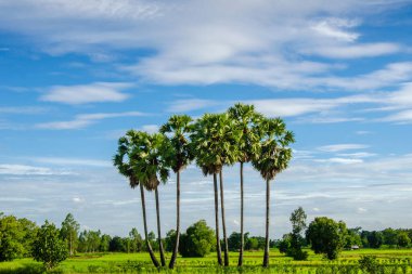 Şeker palmiyeleri bulutlu ve gökyüzü manzaralı