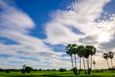 Şeker palmiyeleri bulutlu ve gökyüzü manzaralı