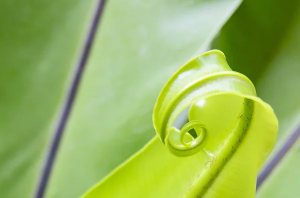 Folhas de plantas verdes — Fotografia de Stock