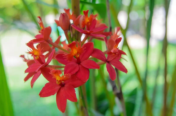 Flor de orquídea roja — Foto de Stock
