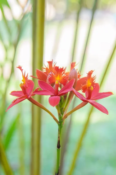 赤い地上蘭の花 — ストック写真