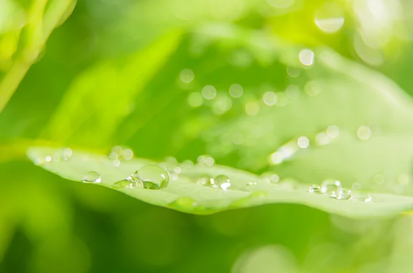 Goccia di pioggia sulle foglie verdi — Foto Stock